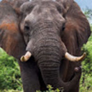 Meet your Posher, Ella